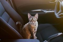 Η γάτα σας φοβάται το αυτοκίνητο; Να τι θα κάνετε για να το ξεπεράσει