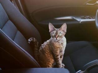 Φωτογραφία για Η γάτα σας φοβάται το αυτοκίνητο; Να τι θα κάνετε για να το ξεπεράσει