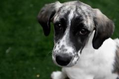 Ποτίστρες δροσιάς για τα αδέσποτα σε 34 σημεία της Αθήνας