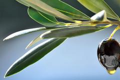 Η ελληνική υπερτροφή που ρίχνει την πίεση και νικά τον διαβήτη