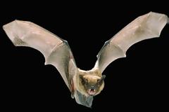 Ποιο θηλαστικό πετάει γρηγορότερα από όλα τα πτηνά