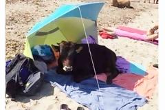 ΔΕΝ ΞΑΝΑΓΙΝΕ!! -Μοσχάρι άραξε στην πετσέτα στην Κατοχή Μεσολογγίου! (ΔΕΙΤΕ ΦΩΤΟ)