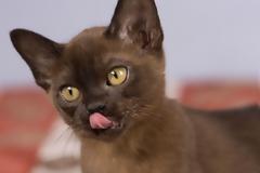 Η ναζιάρα γάτα Burmese με την «σκυλίσια» συμπεριφορά