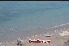 Ξυλόκαστρο: Με νεκρά ψάρια γέμισε η θάλασσα από το Μελίσσι έως τη Συκιά