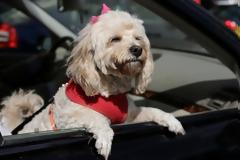 Μαρτυρικός θάνατος στη ζέστη για σκύλο – Τον κλείδωσαν μέσα σε αυτοκίνητο που χτυπούσε ο ήλιος!