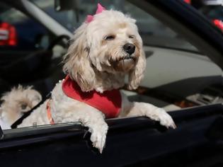 Φωτογραφία για Μαρτυρικός θάνατος στη ζέστη για σκύλο – Τον κλείδωσαν μέσα σε αυτοκίνητο που χτυπούσε ο ήλιος!