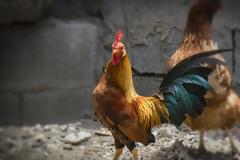 Γαλλία: Στο εδώλιο για ηχορύπανση και πάλι ο κόκορας Μορίς