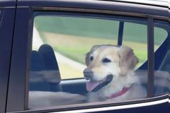 Μαγνησία: Σκύλος πέθανε από τη ζέστη μέσα στο Ι.Χ. του ιδιοκτήτη του