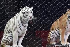 Τίγρεις σε τσίρκο κατασπάραξαν τον θηριοδαμαστή τους λίγο πριν αρχίσει το σόου