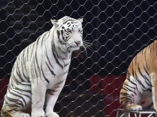 Φωτογραφία για Τίγρεις σε τσίρκο κατασπάραξαν τον θηριοδαμαστή τους λίγο πριν αρχίσει το σόου