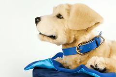 Αυτός ο σκύλος είναι ο καλύτερος φίλος των ασθενών με άνοια