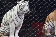 Τίγρεις σε τσίρκο κατασπάραξαν τον θηριοδαμαστή τους λίγο πριν αρχίσει το σόου