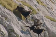 Όταν ένας χρυσαετός καταφέρνει να σηκώσει στον αέρα έναν αίγαργο