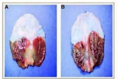 Ο Κβαντικός Άνθρωπος *** ΟΛΙΚΗ ΙΑΣΗ και Μακροβιότητα από το ΔΙΑΣΤΗΜΑ *** ΕΠΙΦΥΣΗ και ΜΕΛΑΤΟΝΙΝΗ *** (Αφιέρωμα) 4
