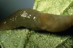 Γυμνοσάλιαγκας προκάλεσε την ακύρωση 12.000 δρομολογίων τρένων