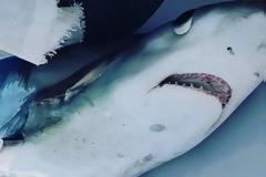 Σκόπελος: Ο γαλέος των 280 κιλών – Η μεγάλη ψαριά στο Αιγαίο που έγινε ανάρπαστη