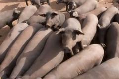 Βουλγαρία: Κρούσματα αφρικανικής πανώλης των χοίρων