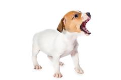 Έξι λόγοι που μπορεί να κάνουν τον σκύλο επιθετικό