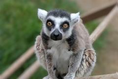 Εκλεψε γηραιό λεμούριο από ζωολογικό κήπο για να τον κρατήσει ως... pet