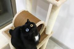 Αυτή είναι η πιο απίστευτη γάτα του κόσμου