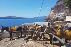 Παγκόσμια διαμαρτυρία για τα γαϊδουράκια της Σαντορίνης