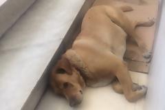 Ας προστατεύσουμε τα αδέσποτα από τη ζέστη