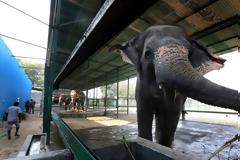 Πως διώχνουν τους ελέφαντες από τις ράγες των τρένων