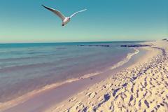 Οι γλάροι μεταφέρουν υπερανθεκτικά βακτήρια