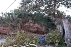 Λέσβος: Ξεριζώθηκε από τον αέρα ο πλάτανος σύμβολο της προσφυγικής κρίσης