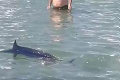 Βαρβαρότητα στη Χαλκίδα: Λουόμενοι σκότωσαν ξιφία που βγήκε στα ρηχά για να γεννήσει! ΒΙΝΤΕΟ