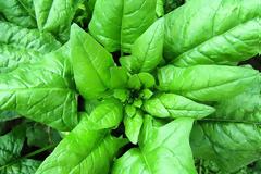 Ο χυμός του σπανακιού αυξάνει την μυική ισχύ