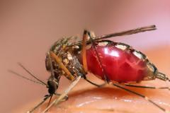 Τα πρώτα περιστατικά από τον ιό του Δυτικού Νείλου για φέτος