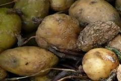 ΤΡΑΓΙΚΟ: Έμεινε Ορφανή, επειδή η Μαμά της έκανε ένα απλό Λάθος στην κουζίνα και Ξεκλήρισε ολόκληρη την Οικογένειά της!