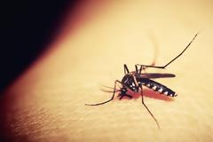 Χτύπησε ο Ιός του Δυτικού Νείλου - Πού βρέθηκαν στη χώρα τα πρώτα περιστατικά