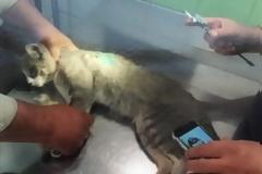 Λυκειάρχης πυροβόλησε και άφησε παράλυτο γάτο!