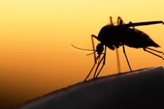 ΚΕΕΛΠΝΟ: Επιβεβαιώθηκαν τα πρώτα κρούσματα του ιού του Δυτικού Νείλου