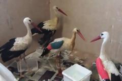 Μια κιβωτός τραυματισμένων ζώων στο Καλοχώρι!