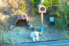 Συγκινητικό ΝΑΥΠΑΚΤΙΑ: Σκύλος ζει δίπλα στο εικόνισμα του νεκρού αφεντικού του (βίντεο)