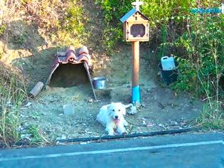 Φωτογραφία για Συγκινητικό ΝΑΥΠΑΚΤΙΑ: Σκύλος ζει δίπλα στο εικόνισμα του νεκρού αφεντικού του (βίντεο)