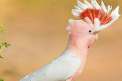 Μυστήριο: Δεκάδες κακατούιδες βρέθηκαν νεκροί