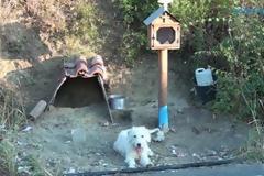 Ο Χάτσικο της Ναυπάκτου: Σκύλος ζει δίπλα στο εικόνισμα του αφεντικού του