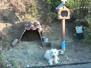 Φωτογραφία για Ο Χάτσικο της Ναυπάκτου: Σκύλος ζει δίπλα στο εικόνισμα του αφεντικού του