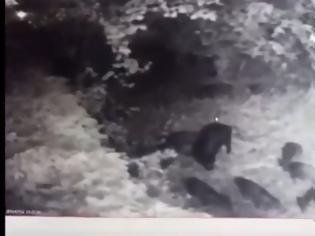 Φωτογραφία για Απίστευτο βίντεο: Οικογένεια από μικρά αγριογούρουνα εμφανίστηκε στην Εκάλη