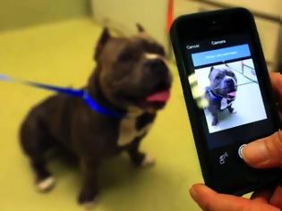 Φωτογραφία για Αναπτύχθηκε μια νέα εφαρμογή για την αναγνώριση των σκύλων από την μύτη
