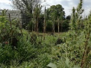 Φωτογραφία για Εκριζώθηκαν «ορφανά» χασισόδεντρα σε ρέμα στο Χαλίκι Αιτωλικού
