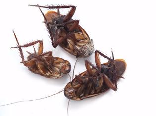 Φωτογραφία για 14 πράγματα που ίσως δεν γνωρίζετε για τις κατσαρίδες