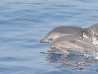 Φωτογραφία για Πρωτοφανής αύξηση δελφινιών στο Θαλάσσιο Πάρκο Αλοννήσου
