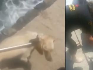 Φωτογραφία για Κρήτη: Ασυνείδητοι πέταξαν σκύλο στη θάλασσα - Πώς σώθηκε από τα κύματα