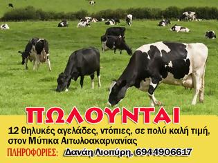 Φωτογραφία για Πωλούνται αγελάδες στον ΜΥΤΙΚΑ Αιτωλοακαρνανίας