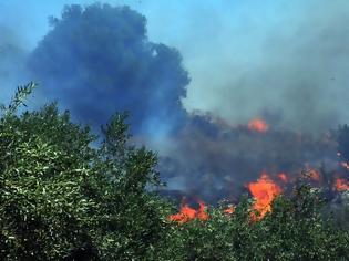 Φωτογραφία για Πυρκαγιά καίει δασική έκταση στην Ξάνθη